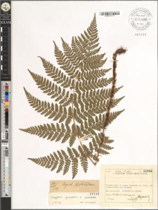 Dryopteris carthusiana × dilatata (Hoffm.) A. Gray