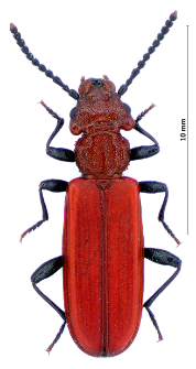 Cucujus haematodes (W.F. Erichson, 1845)