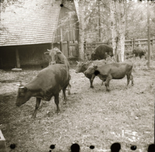 [Żubr Pokorny z jał&oacute;wkami. Zapoznawanie się]
