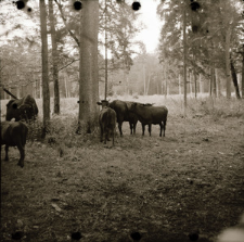 [Żubr Pokorny z jał&oacute;wkami. Zapoznawanie się(3)]