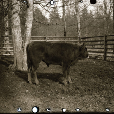 [Portrety mieszańc&oacute;w(6)]