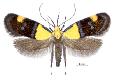 Oecophora bractella (Linnaeus, 1758)