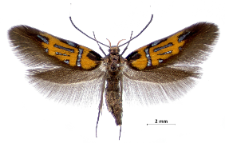 Schiffermuelleria schaefferella (Linnaeus, 1758)
