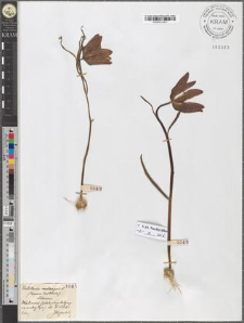 Fritillaria meleagris L.