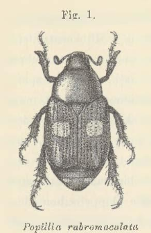Verzeichniss der von Herrn Dr Yngve Sj&ouml;stedt in Kamerun gesammelten Ruteliden (coleoptera lamellicornia)