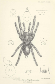 On the Spiders of the Suborder Mygalomorphse from the Ethiopian Region contained in the Collection of the British Museum