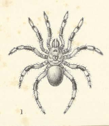 Description of a new Species of Tree Trap-door Spider from Trinidad