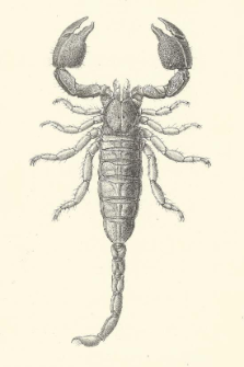 Descriptions of two new Genera of Scorpions, with Notes upon some Species of Palamnæus