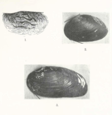 Unio crassus Retz. subsp. polonicus n. subsp., subsp. ornatus n. subsp.
