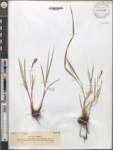 Carex caespitosa L.