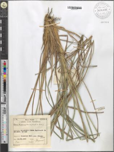 Carex Hudsonii Bennet