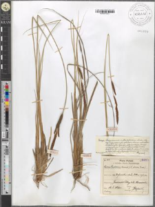 Carex Hudsonii Bennet