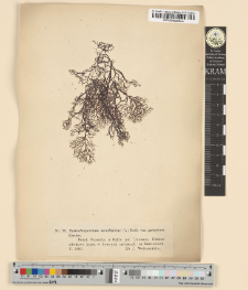 Batrachospermum moniliforme (L.) Roth. var. genuinum Kirchn.