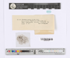 Closterium acutum (Lyngb.) Bréb.