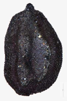 Tunica prolifera (L.) Scop.