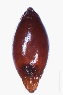 Illecebrum verticillatum L.