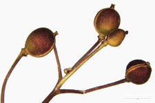 Kernera saxatilis (L.) Rchb.