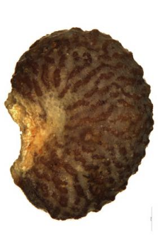 Reseda phyteuma L.