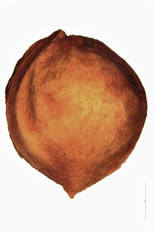 Cerasus fruticosa (Pall.) Woronow