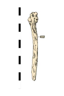 nail, iron