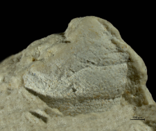 Goniodromites species