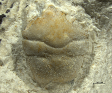 Goniodromites serratus