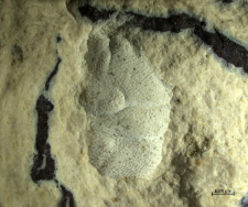 Goniodromites serratus