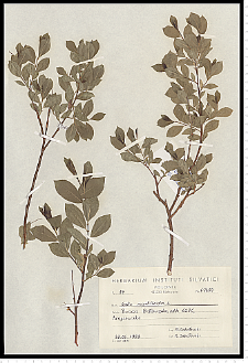 Salix myrsinifolia Salisb.