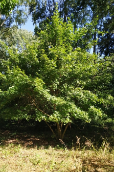 Acer truncatum Bunge