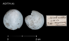 Saxicola rubetra