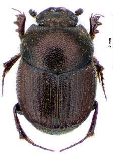 Onthophagus grossepunctatus Reitter, 1905