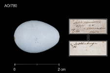 Phoenicurus phoenicurus