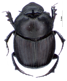 Onthophagus verticicornis (Fabricius, 1777)