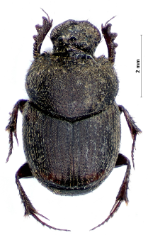 Onthophagus furcatus (Fabricius, 1781)