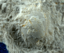 Goniodromites species