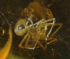 Araneae (Acrometa)