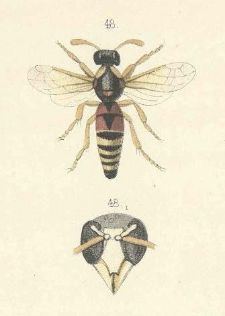 Faune Hym&eacute;nopt&egrave;rologique Transcaspienne. [cz. 1]