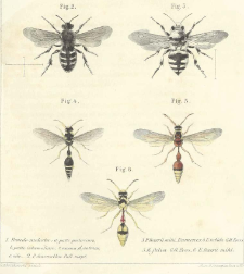 Description d&rsquo;un genre nouveau Pseudomelecta et de quelques esp&egrave;ces du genre Eumenes