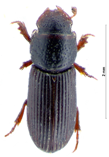 Pleurophorus caesus (Creutzer, 1796)
