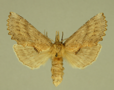 Pterostoma palpina (Clerck, 1759)