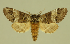 Drymonia ruficornis (Hufnagel, 1766)