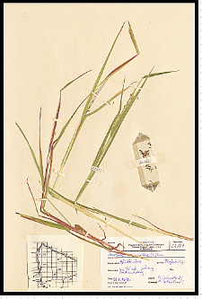 Leersia oryzoides (L.) Sw.
