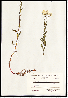 Achillea ptarmica L.