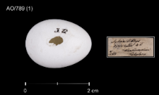 Phoenicurus ochruros