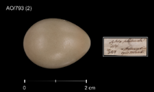 Luscinia luscinia