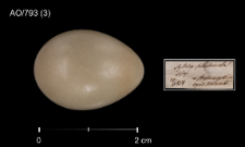 Luscinia luscinia