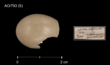 Luscinia luscinia