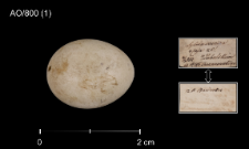 Luscinia svecica