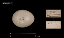 Luscinia svecica