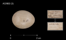 Luscinia svecica